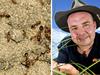 ‘Large-scale’ infestation risk after fire ants found in suburb