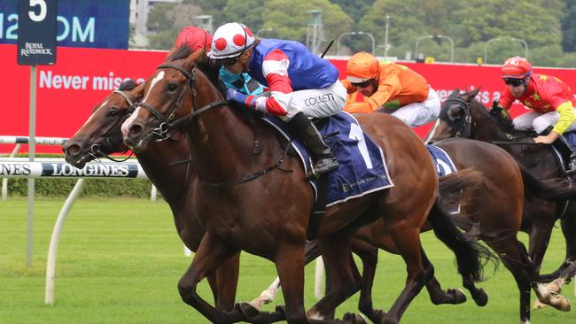 Quality colt Sejardan looks good value in the Eskimo Prince Stakes. Picture: Grant Guy