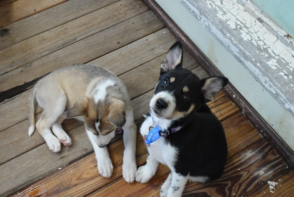 Kelpie mix hot sale puppies