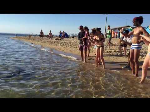 ANIMALS:    Melbourne Beachgoers Have Close Encounter With Shark   February 27