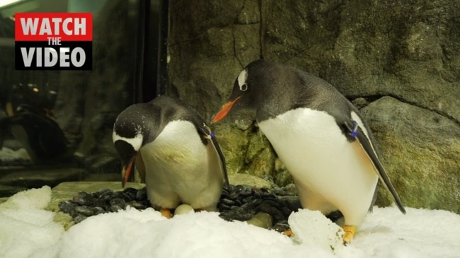 Same-sex penguins celebrate anniversary