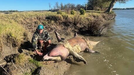 Normanton fisherman Dylan Leschke secures a crocodile carcass to the bank of the Norman River. Picture: Supplied