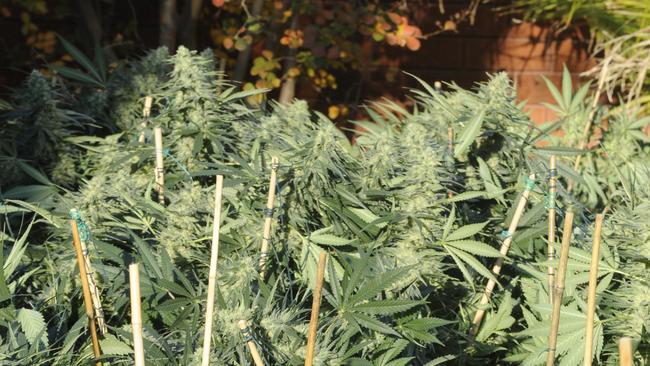 Coffs police were working on a special Cannabis Eradication Operation.