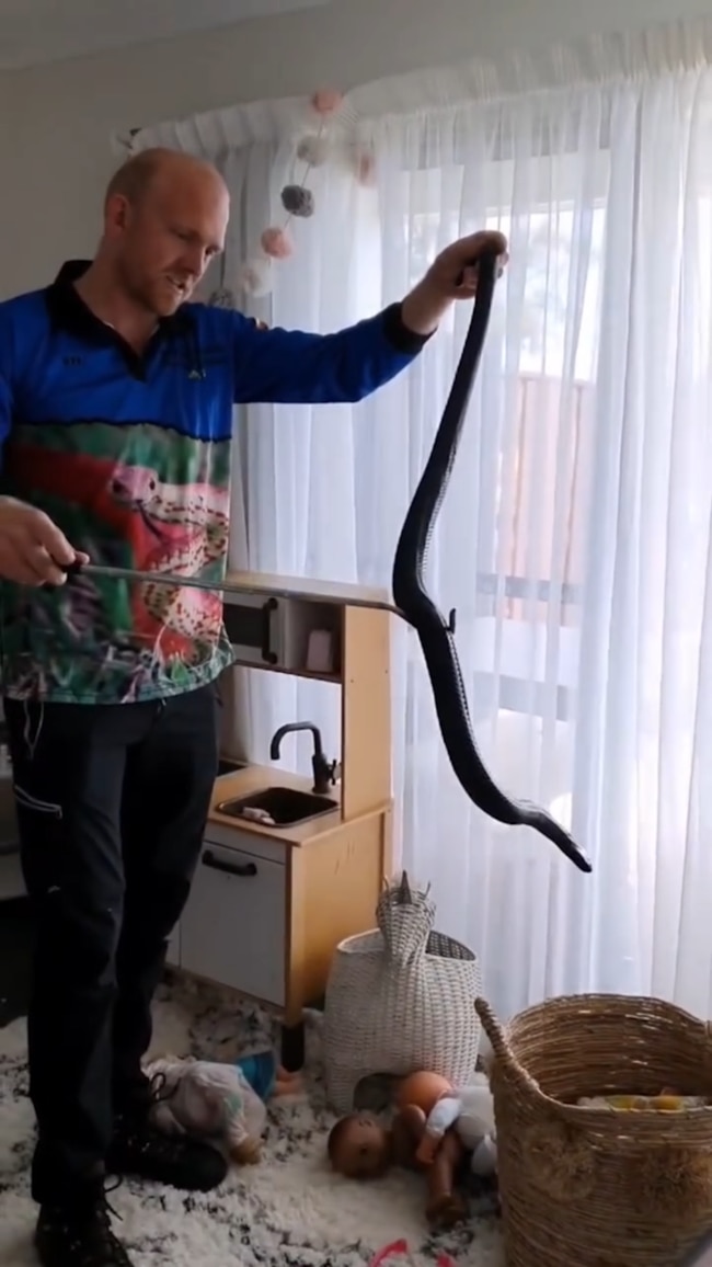 Monster red belly snake found in toy box. Picture – Sunshine Coast Snake Catchers 24/7.