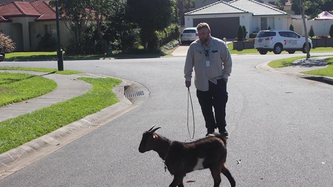 You must be kidding: Council officers eventually rounded up this stray goat in Upper Coomera after about an hour of trying to corral it with help from the public. Picture: Dean Shelton