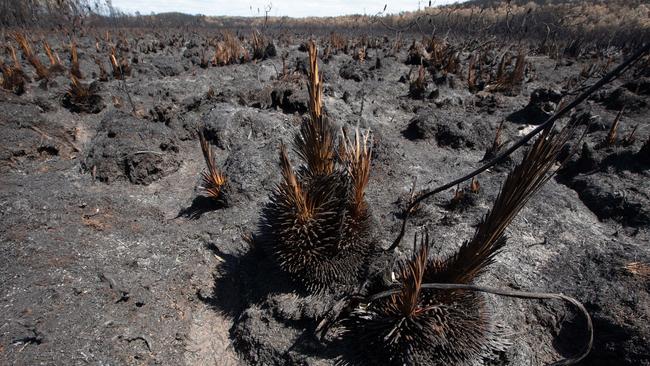 Burnt-out bushland is seen in Peregian Beach, Queensland, Wednesday, September 11, 2019. Picture: AAP Image/Rob Maccoll