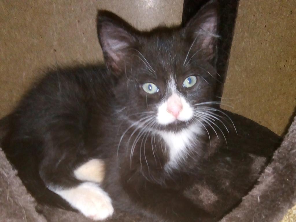 Echo just chilling at home. Picture: Del Marsland. Coolest Cat photo competition. Quest Community News and Courier Mail RCN