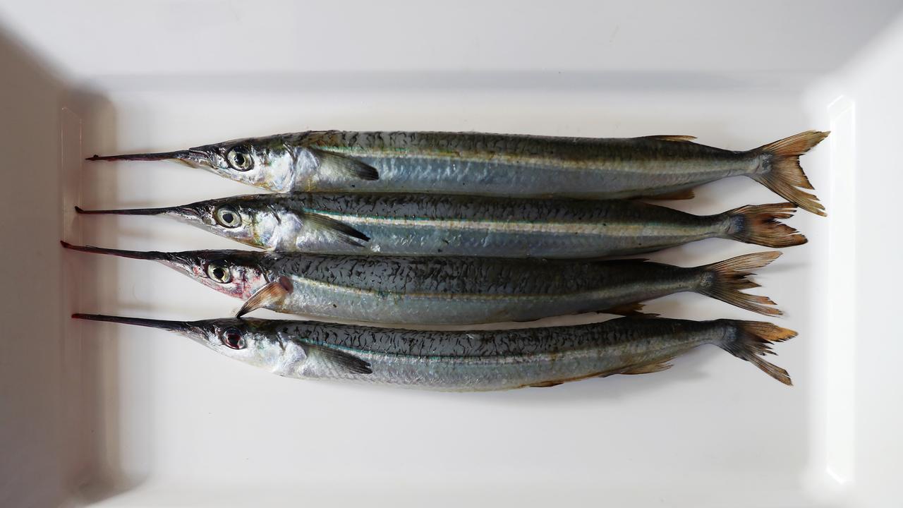 According to locals, Garfish normally only come out at night. Picture: Rebecca Michael