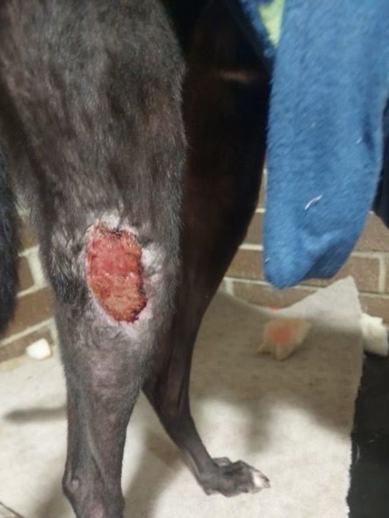 A dog with a sore allegedly inside the Two Wells kennel of greyhound racer Jack Trengove. Picture: Supplied