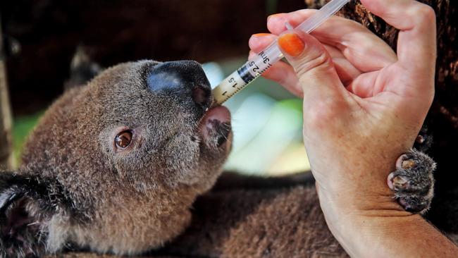 A koala bushfire survivor is given his daily formula at the Port Macquarie Koala Hospital. Picture: Nathan Edwards