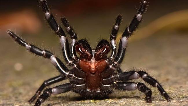 GCB PHOTO ONLY! Gold Coast wildlife photographer Todd Michaelsen captures some unique and scary creatures and shares his passion for Australian wildlife on social media. Pictured is a funnel web on the Gold Coast. Photo: Todd Michaelsen/@todds_wildlife