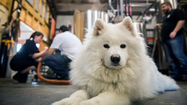 Hoppy, who was adopted from the RSPCA, in front of the brew house. Photo: Tom Huntley