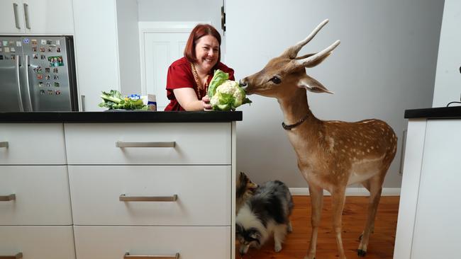 Owner Leila with Buddy at her Adelaide Hills home. Picture: Tait Schmaal