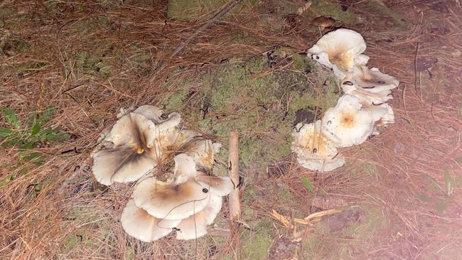 Janet McKinnon was disappointed by the lack of green glow when she visited Ghost Mushroom Lane. Picture: Janet McKinnon