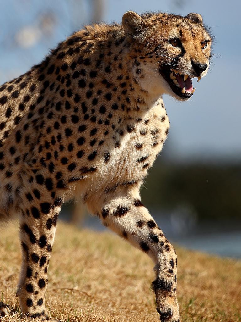 First look at the lion and cheetah enclosures inside Sydney Zoo in Bungarribee in Sydney's west, the first zoo to open in Sydney in over 100 years. Male Cheetahs Akiki and Obi get familiar with their new surrounds. Picture: Toby Zerna