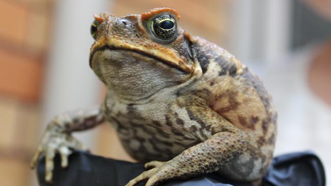 Cane toad found in backyard of Summerland Point home | Daily Telegraph