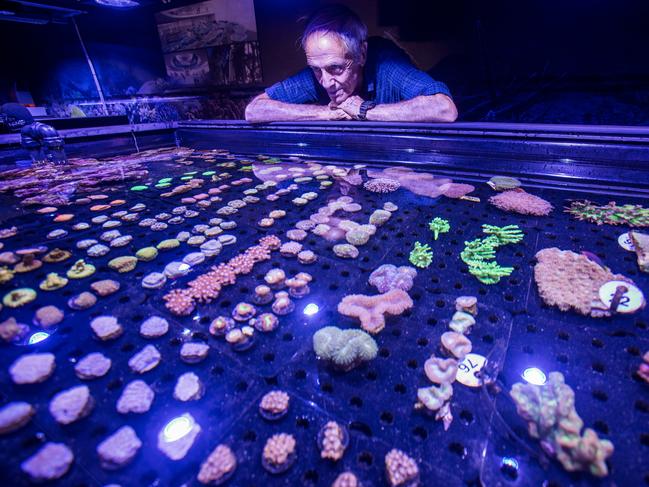 *EMBARGO JUNE 15 2023*The 'Godfather of Coral' Dr Charlie Veron inspecting the coral samples collected as part of the Forever Reef Project, preserved at at the Coral BioBank in Cairns Aquarium. Picture: Supplied