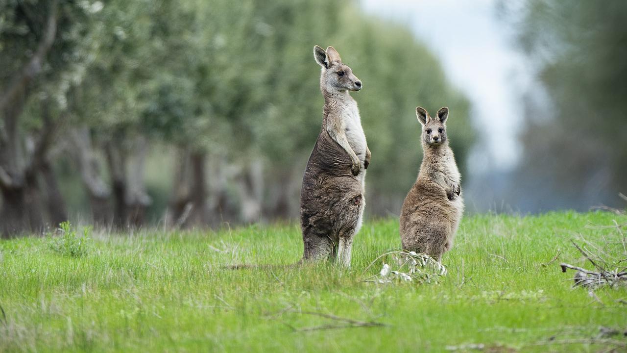 There are more than two kangaroos per person in Australia. Picture: Zoe Phillips