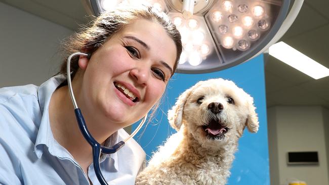 The Ringwood Vet Emergency clinic - which opened last year - has now evolved into a full-blown hospital set-up for pets. There's only three similar practices, and they're in Bundoora and Werribee, so this is huge for the area. It now includes emergency rooms with CT scanner, general practice, medicine and surgery. Manager Vicky Wade is pictured with Poodle Mixer Stimpy (with Cat Scan) and Mac at the clinic on Wednesday 23rd October, 2019.