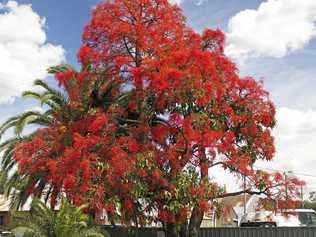 UP IN FLAMES: At the April 9 council meeting the city's signature tree project which would have seen the Illawarra Flame Tree proposed as Lismore's own signature tree axed. Picture: Bidgee