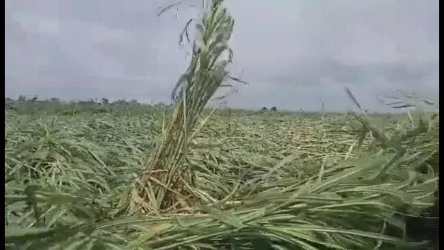 Tropical Cyclone Kirrily has laid sugar cane crops low in the Burdekin