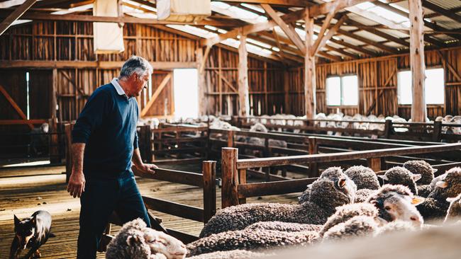 Bruce Dunbabin, Mayfield Estate, with his merino sheep in Tasmania.