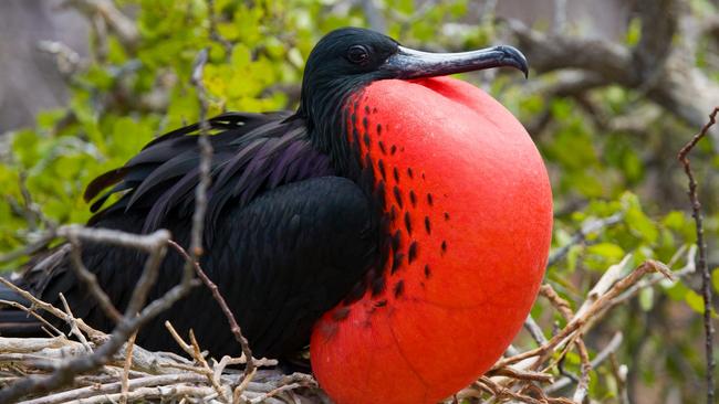 Great frigatebirds are the pirates of the Pacific.