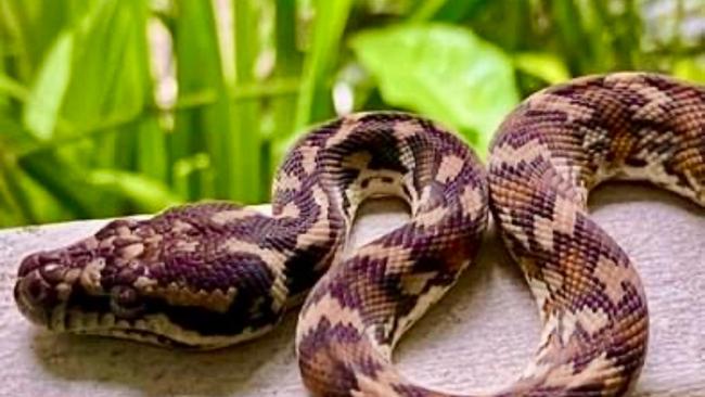 "This is Mr Wriggly, a wild Darwin Carpet Python who visits us on our verandah." Picture: Deb Taipale