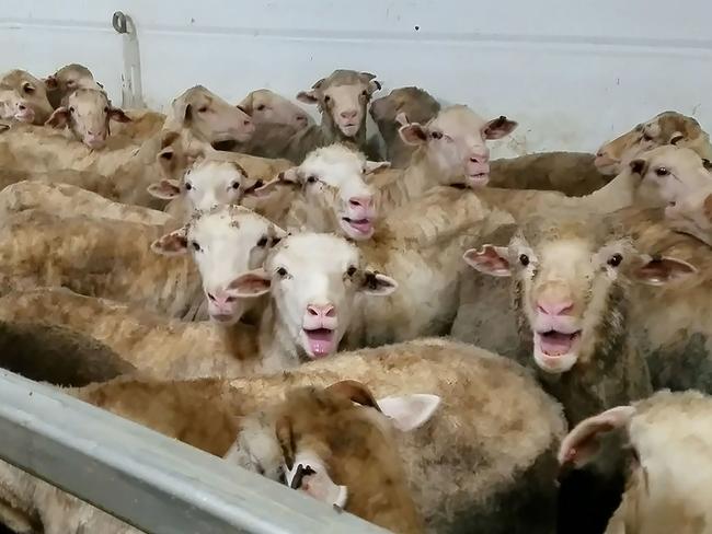 Distressed sheep on board a ship from Australia to the Middle East. Picture: Animals Australia