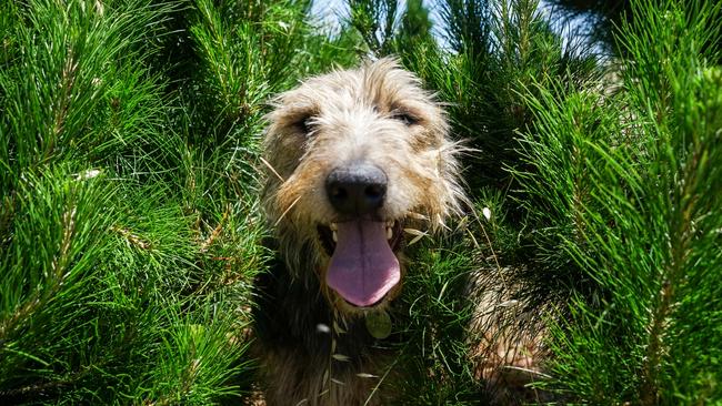 Winemaker Michael Unwin’s dog Arlo, at the Christmas tree farm. Picture: Rachel Simmonds