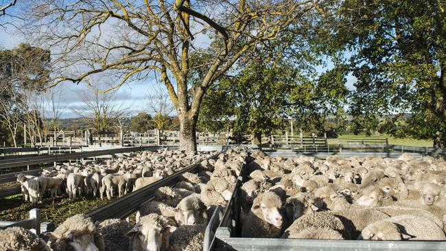 Pitfalls: Some sheep flocks are experiencing problems like foot scald as a result of wet conditions. Picture: Zoe Phillips