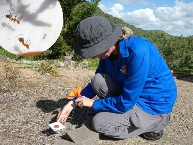 Townsville Yellow Crazy Ant Community Taskforce Coordinator Bev Job conducting baited surveys. Picture: Invasive Species Council