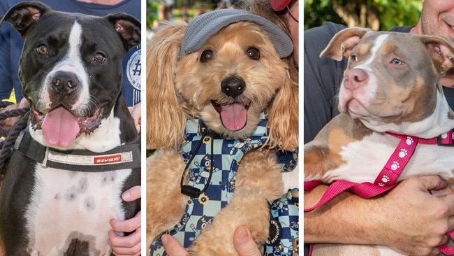One Last Woof: Dressed-up doggos show off style at Queens Park