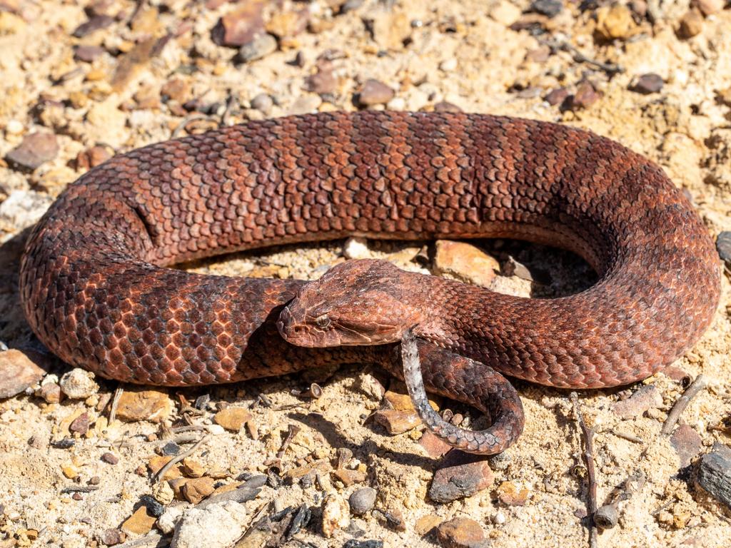 A Common death adder. Picture: supplied