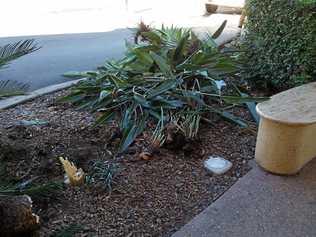 A well-established cycad broken off during removal in Mary St on Friday. Picture: Contributed