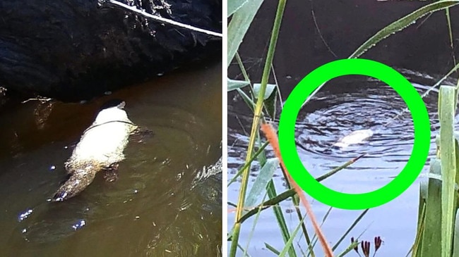 Unique white Platypus found in Aussie creek prompts conservation concerns. Picture: Louise Streeting