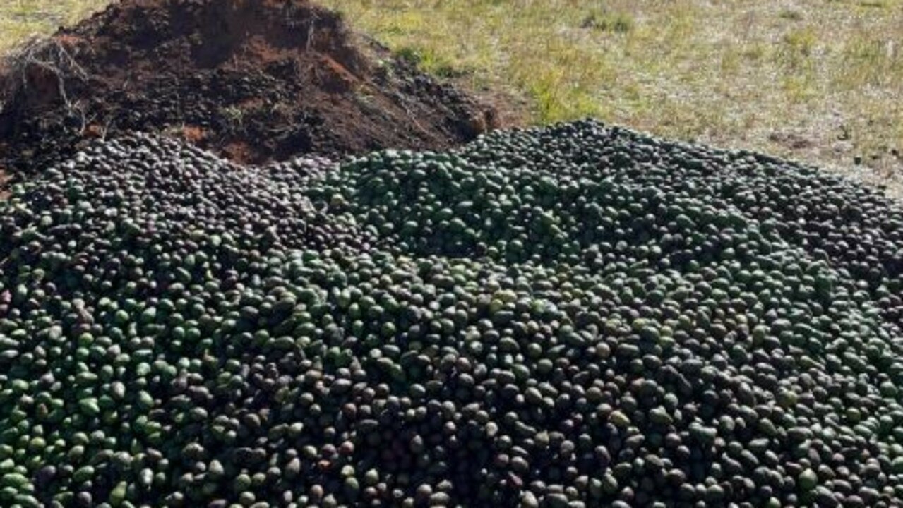 The Trousdell family have been in the Hass avocado business for over one decade.