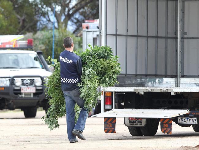 Large cannabis plantation removed by Police in Lara