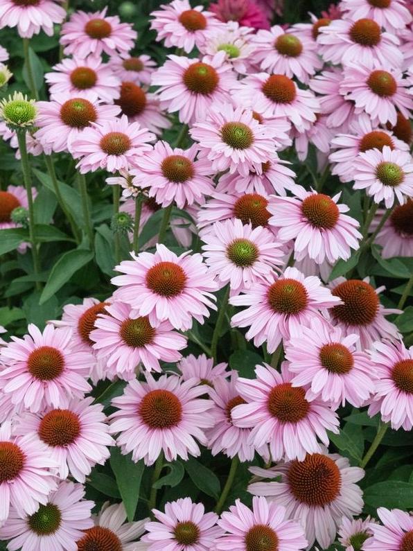 Echinacea ‘Blush’