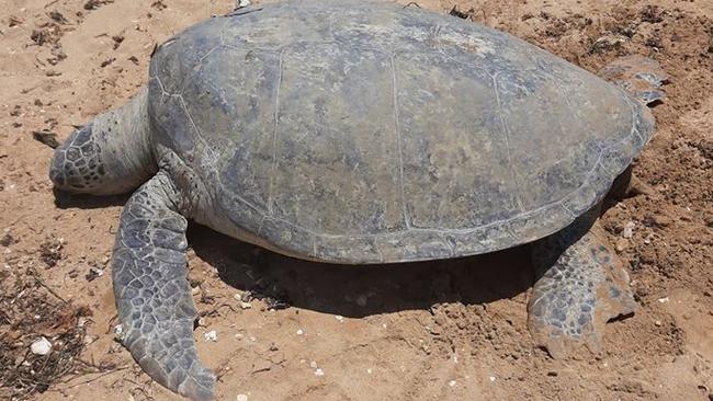 The deceased giant female green turtle found near Scarborough. Photo. Turtles of Moreton Bay.