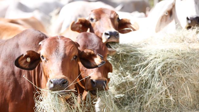 Cattle at the Dalrymple saleyards at Charters Towers in north Queensland, some of which is usually shipped as live export to Indonesia.