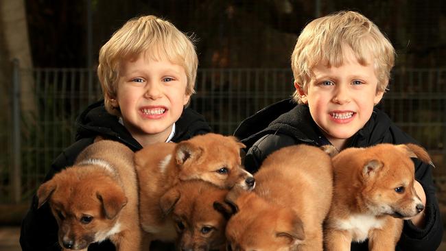 Levi and Tate Staples at Featherdale Wildlife Park hold a new litter of Dingo pups in August 2016. Picture: Adam Taylor