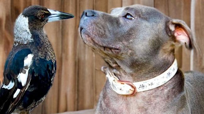 Fans spiral after ‘ominous’ post of Molly the magpie and Peggy the staffy