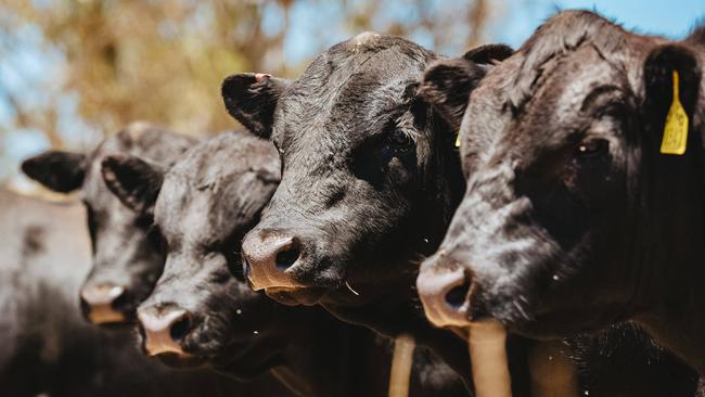 Lawson Angus Bull Preview Photo by Chloe Smith Photo by Chloe Smith.