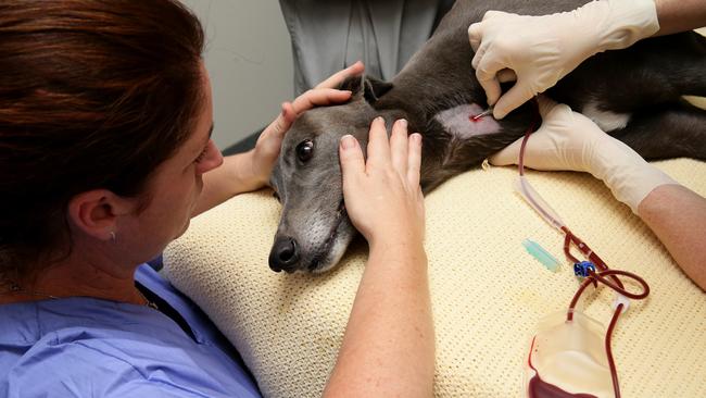 Dr Rebecca Charteris comforts doggie donor Skye during her donation. Picture: News Corp Australia