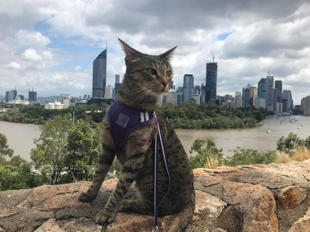 It's going to be Petunia. Picture: C John Smith. Coolest Cat photo competition. Quest Community News and Courier Mail SEA