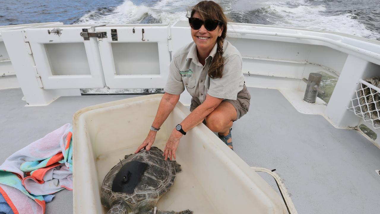 Turtles: Wanda and Balmoral released | Daily Telegraph