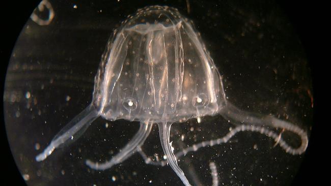 Dangerous morbakka jellyfish found on North Stradbroke 