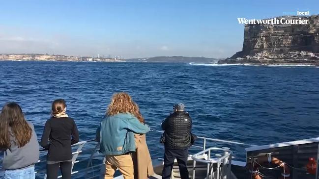 Bondi Beach residents spot some early whale arrivals.