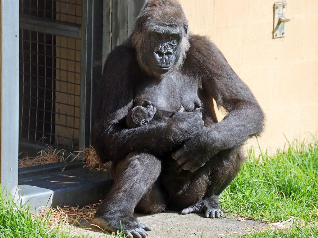 Kipensi has been bonding with her newborn baby girl since last month’s birth. Picture: Tim Hunter